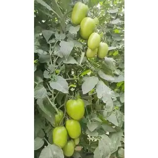 Compra TOMATE ALBATROS F1 Precisión (25.000 Semillas) en la tienda online Fito Agrícola