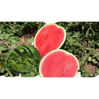 Compra SANDÍA FRILLY F1 Pregerminada (1.000 Semillas) en la tienda online Fito Agrícola