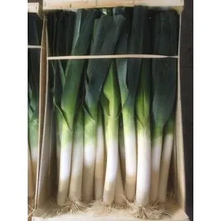 Compra PUERRO NUNTON F1 Pildorado (25.000 Semillas) en la tienda online Fito Agrícola