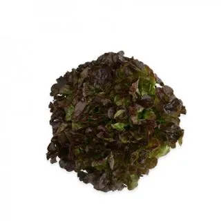 Compra LECHUGA SUYAI RZ Pildorada (5.000 Semillas). en la tienda online Fito Agrícola