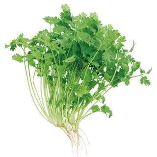 Compra CILANTRO MAROCCAN (500 gr.). en la tienda online Fito Agrícola