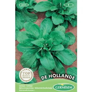 Compra CANÓNIGO DE HOLANDA (100 gr.). en la tienda online Fito Agrícola
