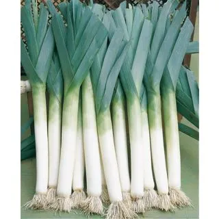 Compra PUERRO LANCIA (Zwitserse Reuzen) - Precision Pregerminado ECOLÓGICO (10.000 Semillas) en la tienda online Fito Agrícola