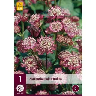 Compra ASTRANTIA MAJOR RUBRA en la tienda online Fito Agrícola