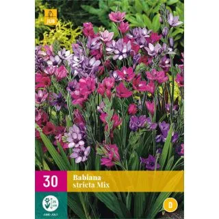 Compra BABIANA STRICTA MIX XXL en la tienda online Fito Agrícola