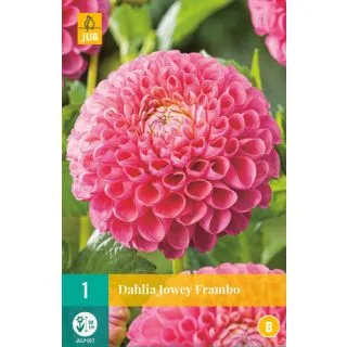 Compra DALIA JOWEY FRAMBO en la tienda online Fito Agrícola