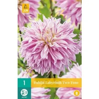 Compra DALIA LABYRINTH TWOTONE en la tienda online Fito Agrícola