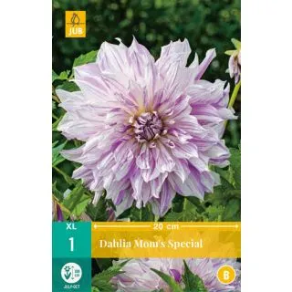 Compra DALIA MOM'S SPECIAL en la tienda online Fito Agrícola