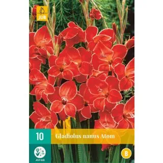 Compra GLADIOLO ATOM en la tienda online Fito Agrícola