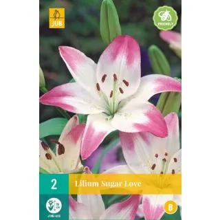 Compra LILIUM SUGAR LOVE (50 Unid.). en la tienda online Fito Agrícola