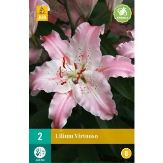 Compra LILIUM VIRTUOSO en la tienda online Fito Agrícola
