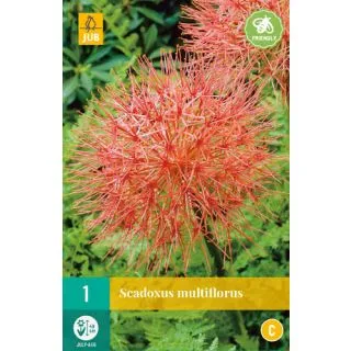 Compra SCADOXUS MULTIFLORUS en la tienda online Fito Agrícola