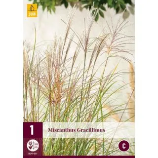 Compra MISCANTHUS GRACILLIMUS en la tienda online Fito Agrícola