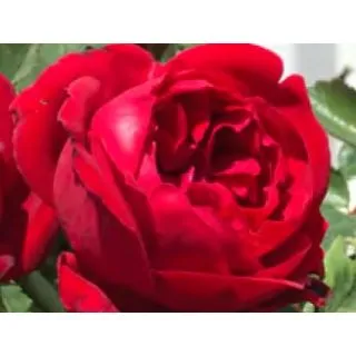 Compra ROSAL AINHOA ARTETA ® - Fedolça en la tienda online Fito Agrícola