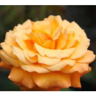 Compra ROSAL ADOLF HORSTMANN en la tienda online Fito Agrícola