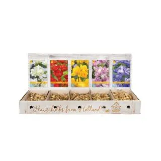 Compra FREESIAS DOBLES Cofre (750 Unid.) en la tienda online Fito Agrícola
