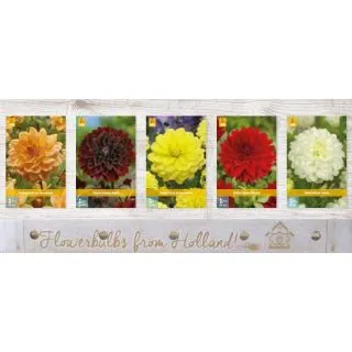 Compra DALIA DECORATIVA A Cofre (75 Unid.) en la tienda online Fito Agrícola