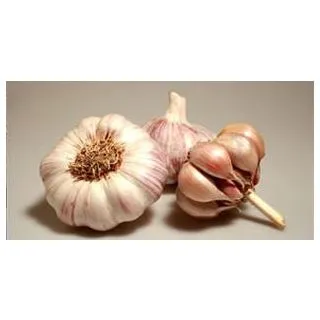 Compra AJO VIOLETA DE SIEMBRA GARPEK 45/55 (1 Kgr.) en la tienda online Fito Agrícola