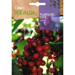 Compra CAFETERO (4 Semillas). en la tienda online Fito Agrícola