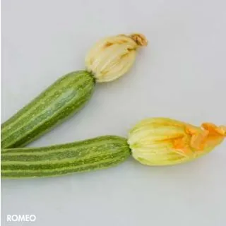 Compra CALABACÍN ROMEO F1 (1.000 Semillas) en la tienda online Fito Agrícola