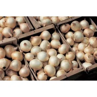 Compra CEBOLLA CENOL (100 gr.). en la tienda online Fito Agrícola