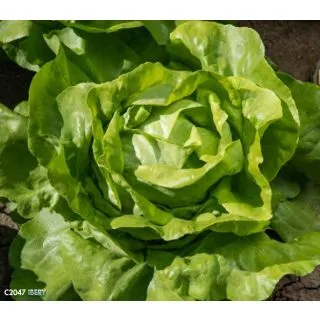 Compra LECHUGA IBERY Pildorada (5.000 Semillas) en la tienda online Fito Agrícola