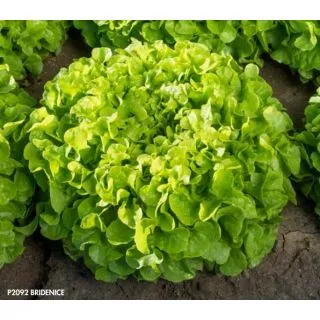 Compra LECHUGA BRIDENICE Pildorada (5.000 Semillas) en la tienda online Fito Agrícola