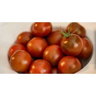 Compra TOMATE MACARON F1 (1000 Semillas). en la tienda online Fito Agrícola