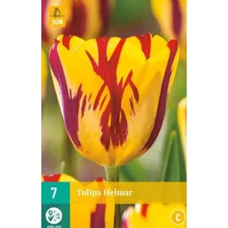Compra TULIPÁN HELMAR en la tienda online Fito Agrícola
