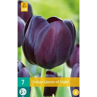 Compra TULIPÁN QUEEN OF NIGHT en la tienda online Fito Agrícola