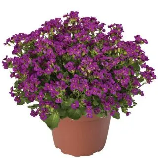 Compra ARABIS LITTLE TREASURE DEEP ROSE (1.000 Semillas) en la tienda online Fito Agrícola