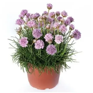 Compra ARMERIA ARMADA PINK (1.000 Semillas) en la tienda online Fito Agrícola