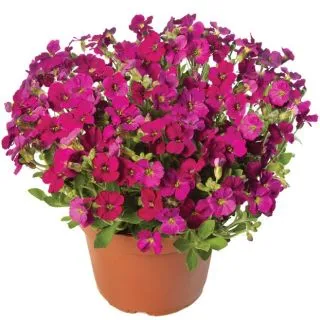 Compra AUBRIETA AUDREY RED F1 (1.000 Semillas) en la tienda online Fito Agrícola