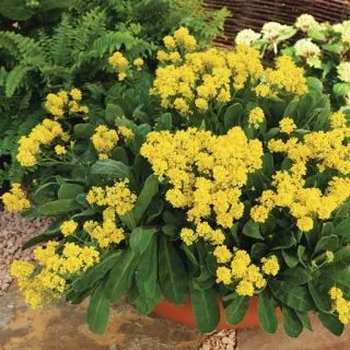 Compra AURINIA SUMMIT (1.000 Semillas) en la tienda online Fito Agrícola