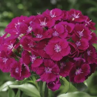 Compra DIANTHUS BARBARINI PURPLE F1 (1000 Semillas) en la tienda online Fito Agrícola