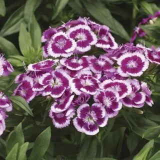 Compra DIANTHUS BARBARINI PURPLE PICOTEE F1 (1000 Semillas) en la tienda online Fito Agrícola