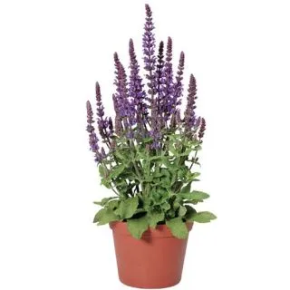 Compra SALVIA MERLEAU BLUE (1000 Semillas) en la tienda online Fito Agrícola
