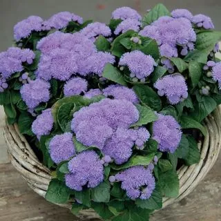 Compra AGERATO ALOHA BLUE Pildorado F1 (1.000 Semillas) en la tienda online Fito Agrícola