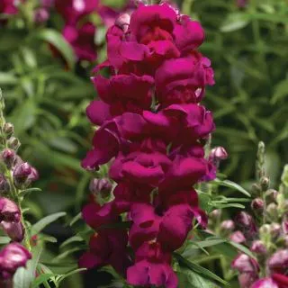 Compra ANTIRRHINUM SNAPTASTIC MAGENTA Pildorado F1 (1.000 Semillas) en la tienda online Fito Agrícola