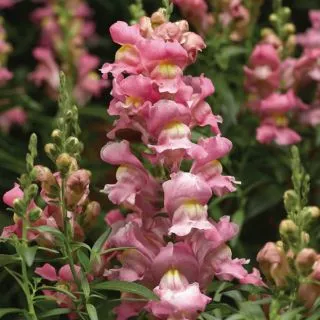 Compra ANTIRRHINUM SNAPTASTIC PINK Pildorado F1 (1.000 Semillas) en la tienda online Fito Agrícola