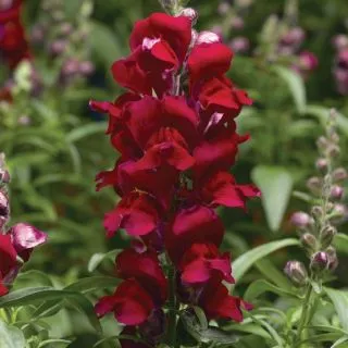 Compra ANTIRRHINUM SNAPTASTIC RED Pildorado F1 (1.000 Semillas) en la tienda online Fito Agrícola