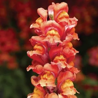 Compra ANTIRRHINUM SNAPTASTIC SCARLET ORANGE Pildorado F1 (1.000 Semillas) en la tienda online Fito Agrícola