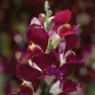 Compra ANTIRRHINUM SNAPTINI BURGUNDY BICOLOR Pildorado F1 (1.000 Semillas) en la tienda online Fito Agrícola