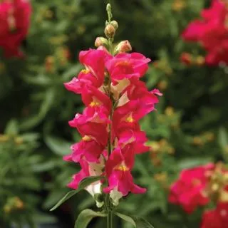 Compra ANTIRRHINUM SNAPTINI ROSE BICOLOR Pildorado F1 (1.000 Semillas) en la tienda online Fito Agrícola