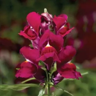 Compra ANTIRRHINUM SNAPTINI VIOLET Pildorado F1 (1.000 Semillas) en la tienda online Fito Agrícola