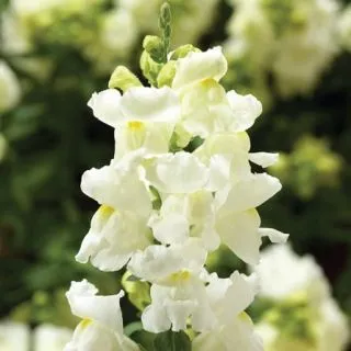 Compra ANTIRRHINUM SNAPTINI WHITE Pildorado F1 (1.000 Semillas) en la tienda online Fito Agrícola