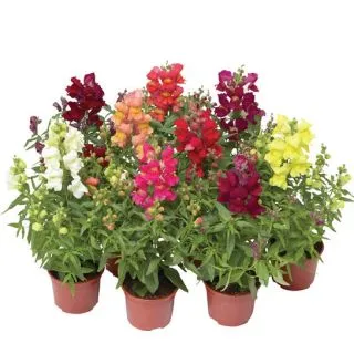 Compra ANTIRRHINUM SNAPTINI MIX Pildorado F1 (1.000 Semillas) en la tienda online Fito Agrícola