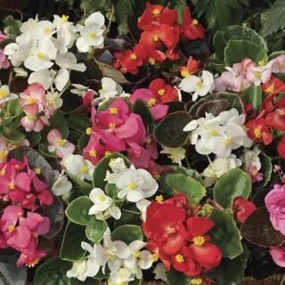 Compra BEGONIA ASCOT COMPLETE MIX Pildorada F1 (1.000 Semillas) en la tienda online Fito Agrícola