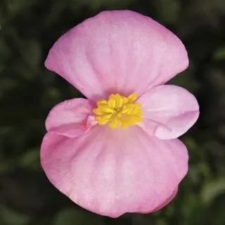 Compra BEGONIA ASCOT BRONZE PINK Pildorada F1 (1.000 Semillas) en la tienda online Fito Agrícola