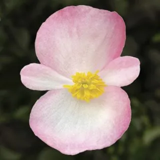 Compra BEGONIA ASCOT BRONZE ROSE BICOLOR Pildorada F1 (1.000 Semillas) en la tienda online Fito Agrícola